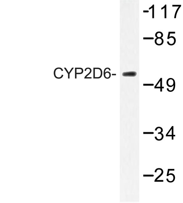 Western blot of CYP2D6 (A277) pAb in extracts from HT-29 cells.