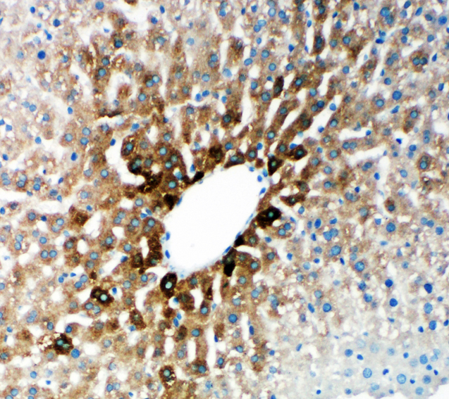 CYP2E1 antibody. IHC(P): Rat Liver Tissue.