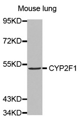 Western blot analysis of extracts of Mouse lung cell line, using CYP2F1 antibody.