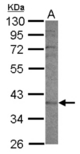 Sample (30 ug of whole cell lysate) A: A549 10% SDS PAGE CYP2F1 antibody diluted at 1:1000