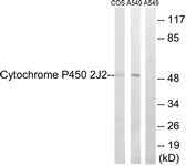 Western blot of extracts from A549/COS7 cells, using Cytochrome P450 2J2 Antibody. The lane on the right is treated with the synthesized peptide.