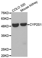 Western blot analysis of extracts of various cell lines, using CYP2S1 antibody.