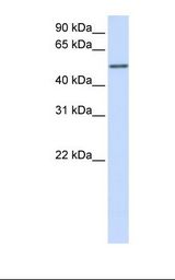 Fetal brain lysate. Antibody concentration: 1.0 ug/ml. Gel concentration: 12%.