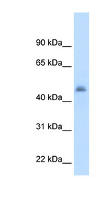 CYP3A7 antibody LS-C40346 Western blot of Fetal Liver lysate.