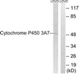 Western blot of extracts from LOVO cells, using Cytochrome P450 3A7 Antibody. The lane on the right is treated with the synthesized peptide.