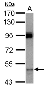Sample (30 ug of whole cell lysate) A: HeLa 7.5% SDS PAGE CYP3A7 antibody diluted at 1:1000