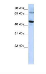 HepG2 cell lysate. Antibody concentration: 1.0 ug/ml. Gel concentration: 12%.