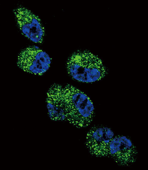 Confocal immunofluorescent of CYP4A11 (4A22) Antibody with NCI-H460 cell followed by Alexa Fluor 488-conjugated goat anti-rabbit lgG (green). DAPI was used to stain the cell nuclear (blue).
