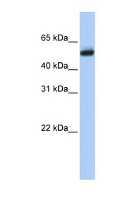 CYP4B1 antibody LS-C101933 Western blot of Fetal Brain lysate.