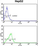 CYP4F3 Antibody flow cytometry of HepG2 cells (bottom histogram) compared to a negative control cell (top histogram). FITC-conjugated goat-anti-rabbit secondary antibodies were used for the analysis.
