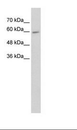 HepG2 Cell Lysate