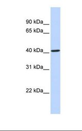 Placenta lysate. Antibody concentration: 1.0 ug/ml. Gel concentration: 12%.