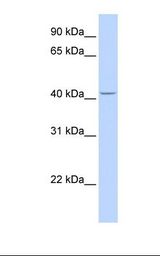 Placenta lysate. Antibody concentration: 1.0 ug/ml. Gel concentration: 12%.