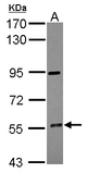 Sample (30 ug of whole cell lysate) A: HepG2 7.5% SDS PAGE CYP4F12 antibody diluted at 1:500