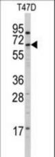 Western blot of anti-CYP4X1 Antibody in T47D cell line lysates (35 ug/lane). CYP4X1 (arrow) was detected using the purified antibody.