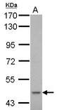 Sample (30 ug of whole cell lysate) A: THP-1 7.5% SDS PAGE CYP51A1 antibody diluted at 1:1000