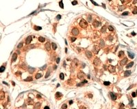CYP7B1 antibody (4 ug/ml) staining of paraffin embedded Human Breast. Steamed antigen retrieval with citrate buffer pH 6, HRP-staining.