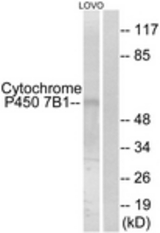 Western blot of extracts from LOVO cells, using Cytochrome P450 7B1 Antibody. The lane on the right is treated with the synthesized peptide.