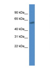 CYP7B1 antibody LS-C135895 Western blot of 721_B Cell lysate. Antibody concentration 1 ug/ml.