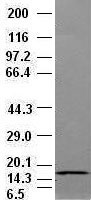 Cyp7b1 antibody (7E5) at 1:500 dilution + lysates from HEK-293T transfected with human Cyp7b1 expression vector .