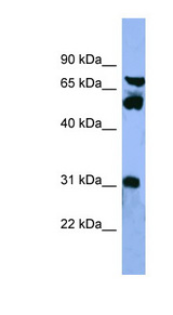 CYP8B1 antibody LS-C135722 Western blot of HepG2 cell lysate.