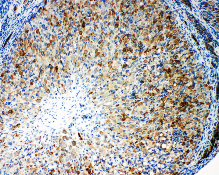 CYPOR / POR antibody. IHC(P): Rat Ovary Tissue.