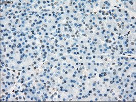 IHC of paraffin-embedded pancreas tissue using anti-POR mouse monoclonal antibody. (Dilution 1:50).
