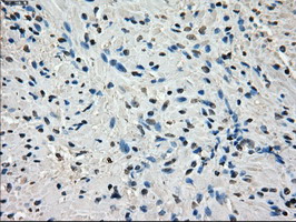 IHC of paraffin-embedded prostate tissue using anti-POR mouse monoclonal antibody. (Dilution 1:50).