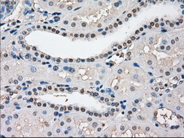 IHC of paraffin-embedded Kidney tissue using anti-POR mouse monoclonal antibody. (Dilution 1:50).