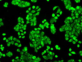 Immunofluorescent staining of HT29 cells using anti-POR mouse monoclonal antibody.