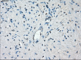 IHC of paraffin-embedded prostate tissue using anti-POR mouse monoclonal antibody. (Dilution 1:50).