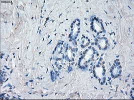IHC of paraffin-embedded pancreas tissue using anti-POR mouse monoclonal antibody. (Dilution 1:50).