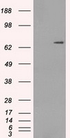 HEK293T cells were transfected with the pCMV6-ENTRY control (Left lane) or pCMV6-ENTRY POR (Right lane) cDNA for 48 hrs and lysed. Equivalent amounts of cell lysates (5 ug per lane) were separated by SDS-PAGE and immunoblotted with anti-POR.