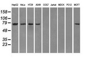 Western blot of extracts (35 ug) from 9 different cell lines by using anti-POR monoclonal antibody.