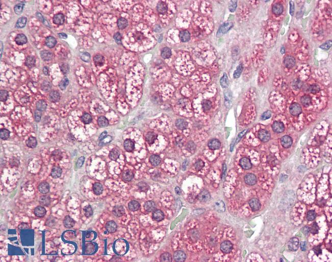 Anti-CYPOR / POR antibody IHC of human adrenal. Immunohistochemistry of formalin-fixed, paraffin-embedded tissue after heat-induced antigen retrieval. Antibody LS-B8343 dilution 3.75 ug/ml.