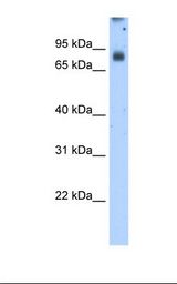 Transfected 293T cell lysate. Antibody concentration: 2.5 ug/ml. Gel concentration: 12%.
