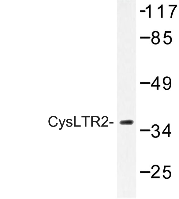 Western blot of CysLTR2 (K322) pAb in extracts from HeLa cells.