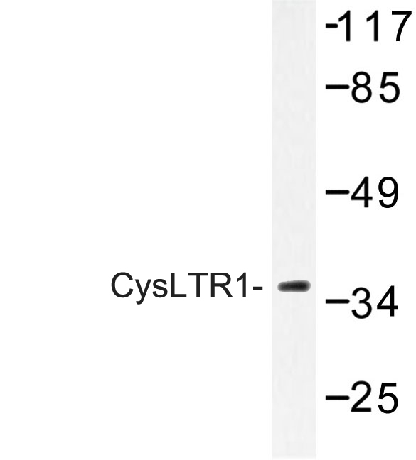 Western blot of CysLTR1 (K172) pAb in extracts from COS-7 cells.