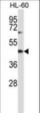 CYTH1 Antibody western blot of HL-60 cell line lysates (35 ug/lane). The CYTH1 antibody detected the CYTH1 protein (arrow).