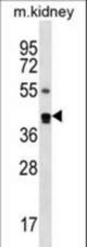 PSCD2 Antibody western blot of mouse kidney tissue lysates (35 ug/lane). The PSCD2 antibody detected the PSCD2 protein (arrow).