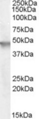Antibody (0.5 ug/ml) staining of Human Brain (Cerebellum) lysate (35 ug protein in RIPA buffer). Primary incubation was 1 hour. Detected by chemiluminescence.