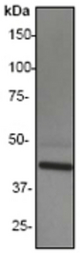 Western blot analysis on Human brain lysate using anti-GRP1 antibody, dilution 1:500.