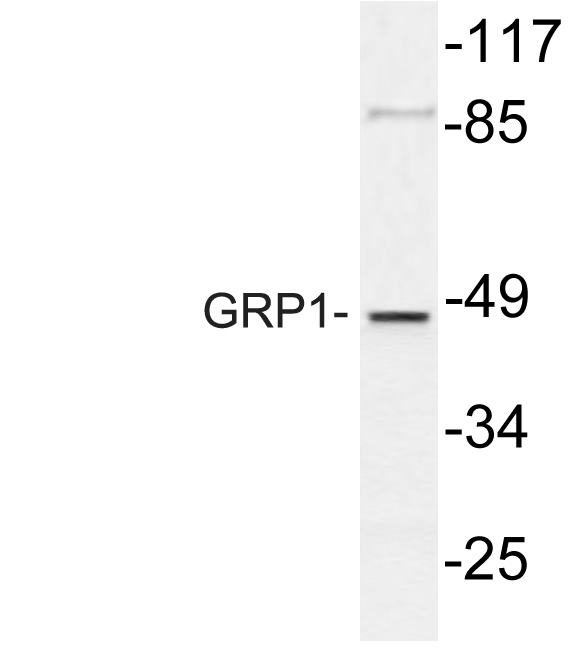 Western blot of GRP1 (K400) pAb in extracts from COS7 cells.