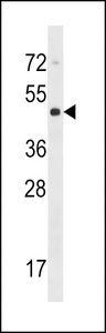 CYTH4 Antibody western blot of NCI-H292 cell line lysates (35 ug/lane). The CYTH4 antibody detected the CYTH4 protein (arrow).