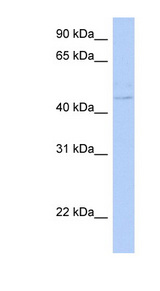 CYTH4 / PSCD4 antibody LS-C111588 Western blot of Fetal Liver lysate.