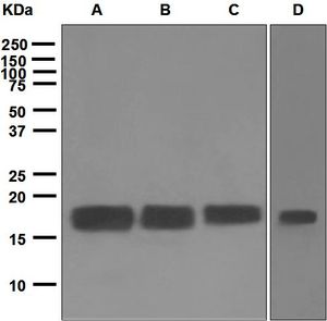 Western blot analysis on (A) HeLa, (B) Ramos, (C) HCT-116, and (D) NIH/3T3 cell lysates using anti-Calmodulin (CaM) antibody.