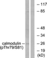Western blot of extracts from Jurkat cells treated with Insulin 0.01U/ml 15', using Calmodulin (Phospho-Thr79+Ser81) Antibody. The lane on the right was incubated with synthetic peptide.