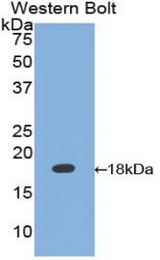 Western blot of recombinant Calmodulin.