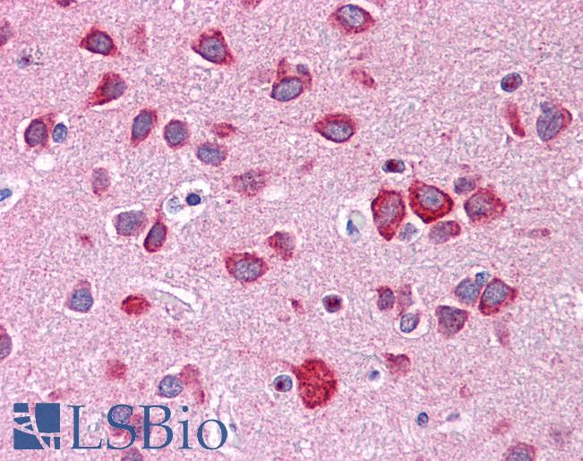 Anti-CALN1 / Calneuron-1 antibody IHC of human brain, cortex. Immunohistochemistry of formalin-fixed, paraffin-embedded tissue after heat-induced antigen retrieval. Antibody LS-B5312 concentration 2.5 ug/ml.