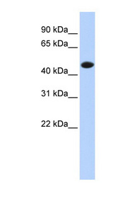 CKM antibody LS-C101916 Western blot of Fetal Muscle lysate.
